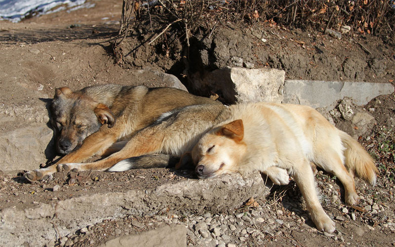 Две собаки сладко спят на солнце