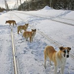 Стая собак на железнодорожных путях