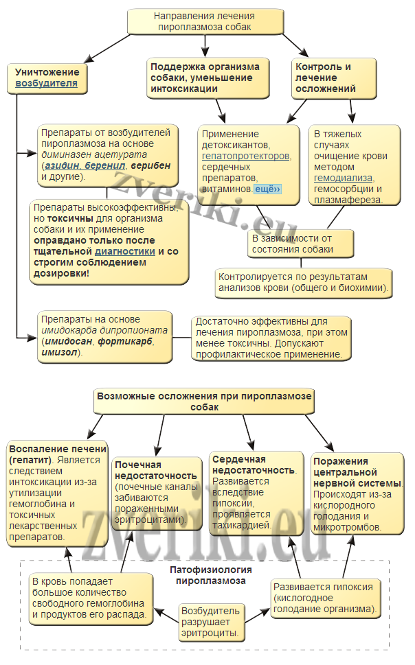 Схема лечения бабезиоза у собак